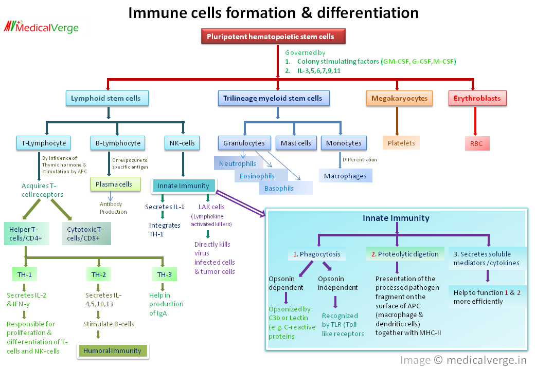 immune response flow chart