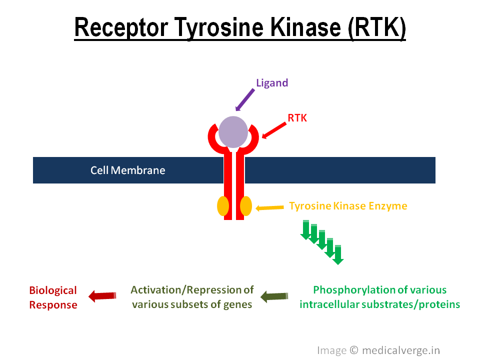 tyrosine kinase mechanism