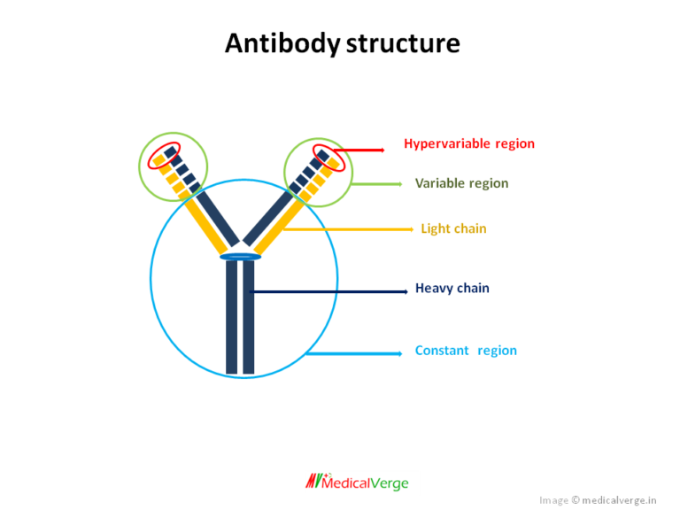 Immunotoxins structure, mechanism, uses and limitations MedicalVerge