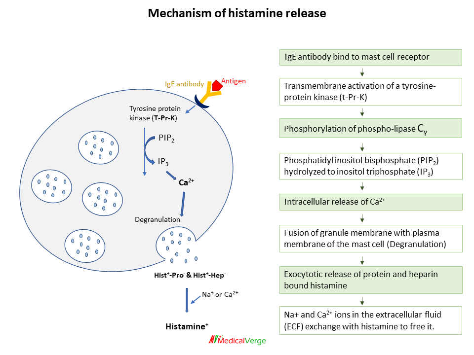 histamine release mechanism