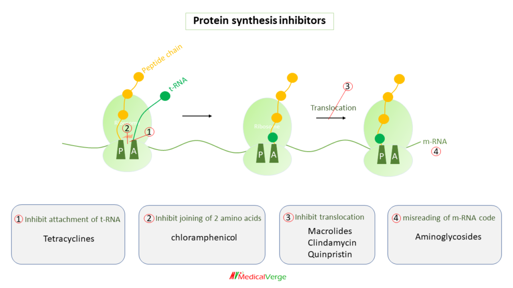 protein synthesis inhibitors mechanism