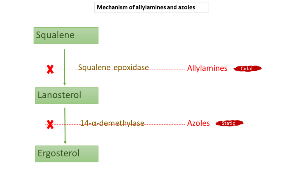 terbinafine and azoles mechanism of action