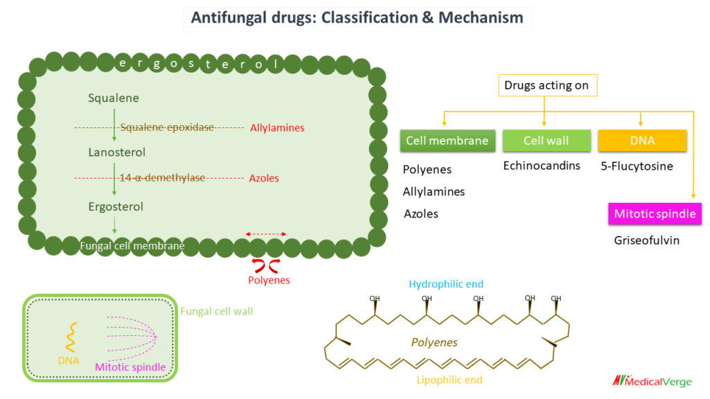 antifungal drugs classification and mechanism