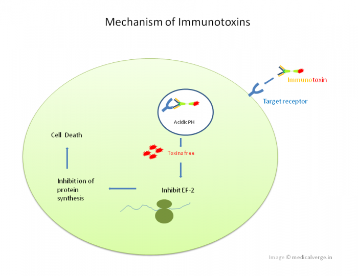 Mechanism-of-Immunotoxins